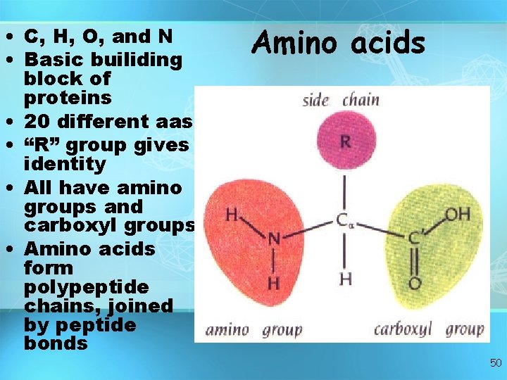 • C, H, O, and N • Basic builiding block of proteins • • C, H, O, and N • Basic builiding block of proteins •