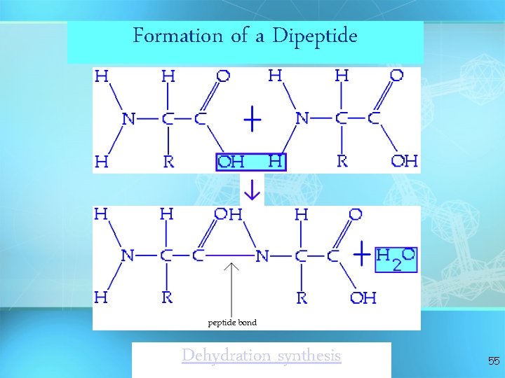 Formation of a Dipeptide Dehydration synthesis 55 