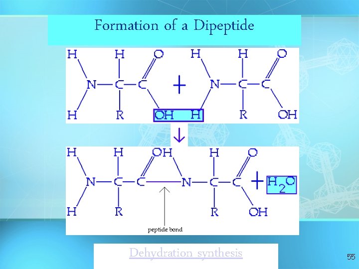 Formation of a Dipeptide Dehydration synthesis 55 Formation of a Dipeptide Dehydration synthesis 55