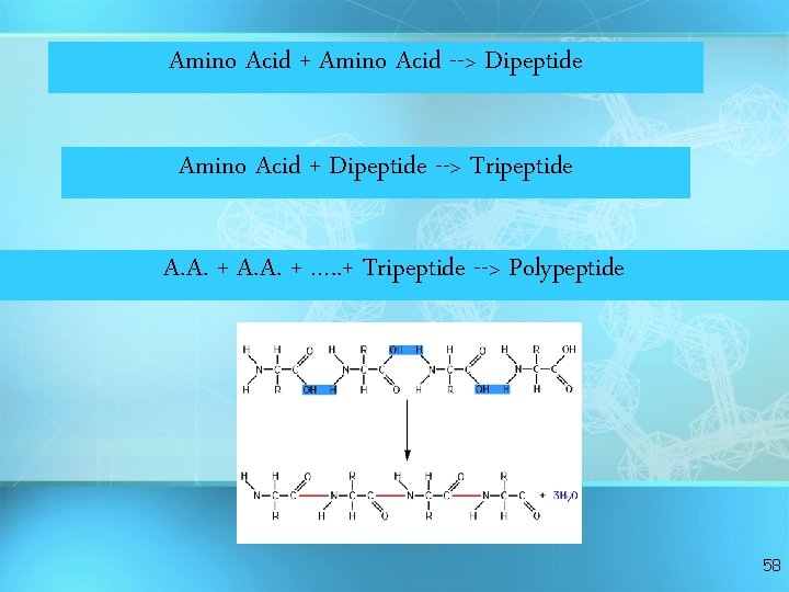 Amino Acid + Amino Acid --> Dipeptide Amino Acid + Dipeptide --> Tripeptide A. Amino Acid + Amino Acid --> Dipeptide Amino Acid + Dipeptide --> Tripeptide A.