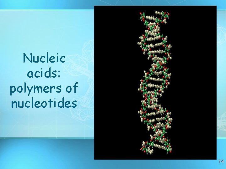 Nucleic acids: polymers of nucleotides 74 Nucleic acids: polymers of nucleotides 74