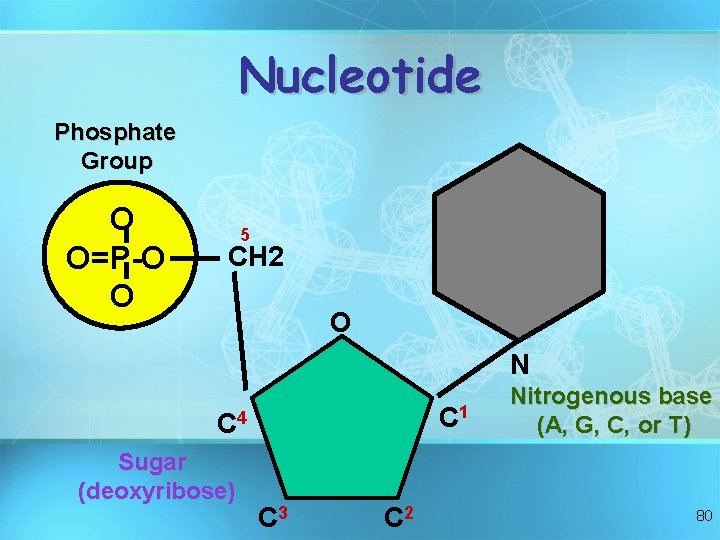 Nucleotide Phosphate Group O O=P-O O 5 CH 2 O N C 1 C