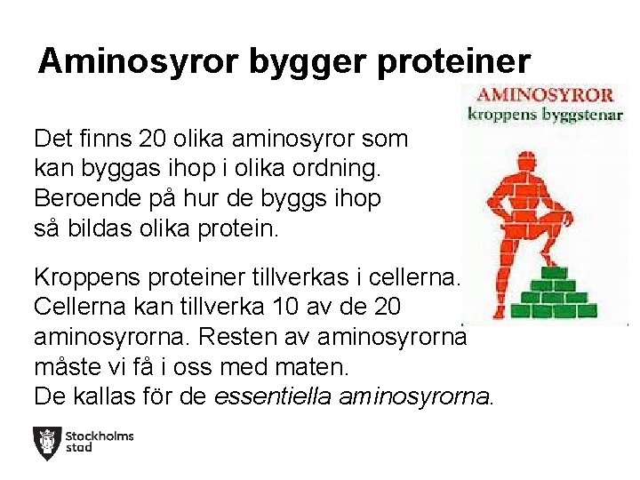 Aminosyror bygger proteiner Det finns 20 olika aminosyror som kan byggas ihop i olika