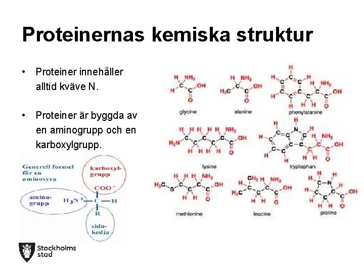 Proteinernas kemiska struktur • Proteiner innehåller alltid kväve N. • Proteiner är byggda av