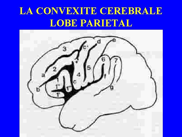 LA CONVEXITE CEREBRALE LOBE PARIETAL 