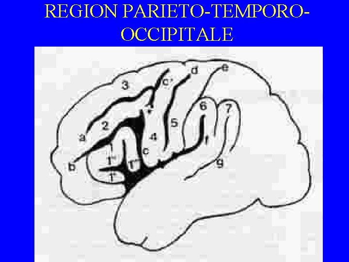 REGION PARIETO-TEMPOROOCCIPITALE 