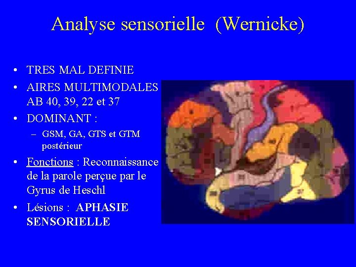 Analyse sensorielle (Wernicke) • TRES MAL DEFINIE • AIRES MULTIMODALES AB 40, 39, 22