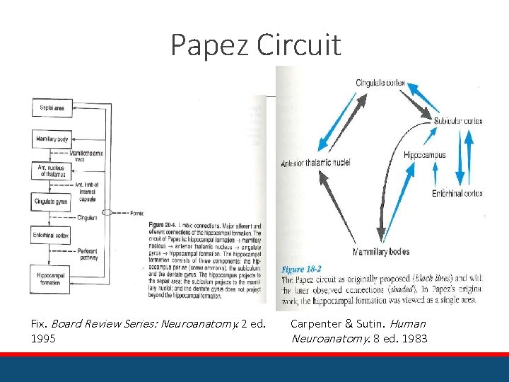 Papez Circuit Fix. Board Review Series: Neuroanatomy. 2 ed. 1995 Carpenter & Sutin. Human