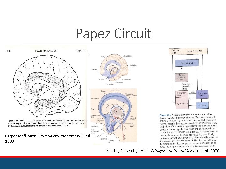 Papez Circuit Carpenter & Sutin. Human Neuroanatomy. 8 ed. 1983 Kandel, Schwartz, Jessel. Principles