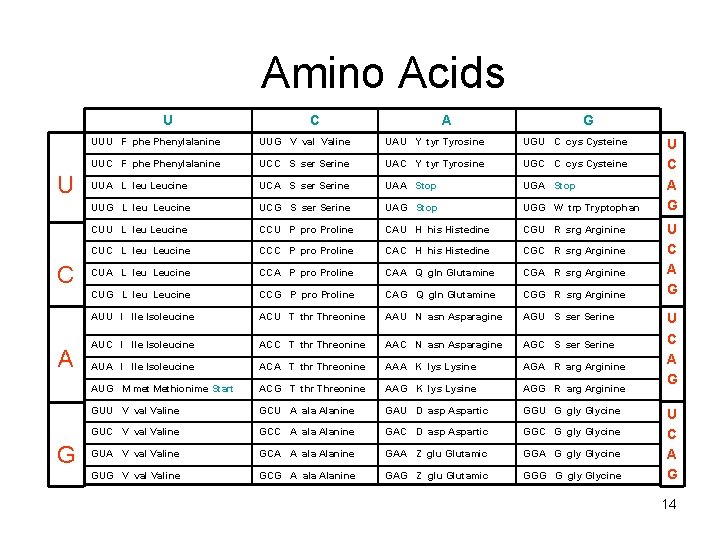Amino Acids U U C A G UUU F phe Phenylalanine UUG V val