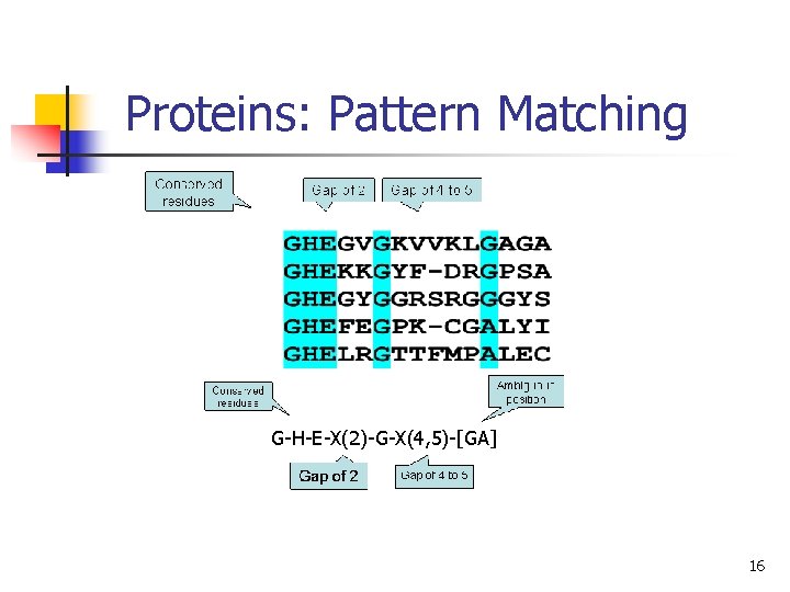 Proteins: Pattern Matching G-H-E-X(2)-G-X(4, 5)-[GA] 16 
