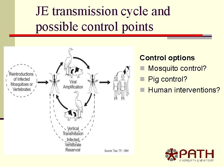 JE transmission cycle and possible control points Control options n Mosquito control? n Pig