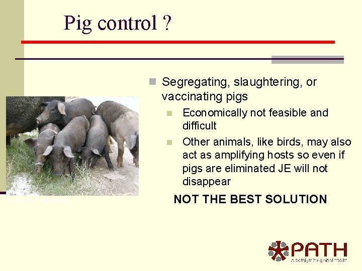 Pig control ? n Segregating, slaughtering, or vaccinating pigs n n Photo credit: Susan