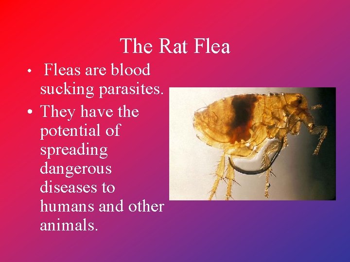 The Rat Flea • Fleas are blood sucking parasites. • They have the potential