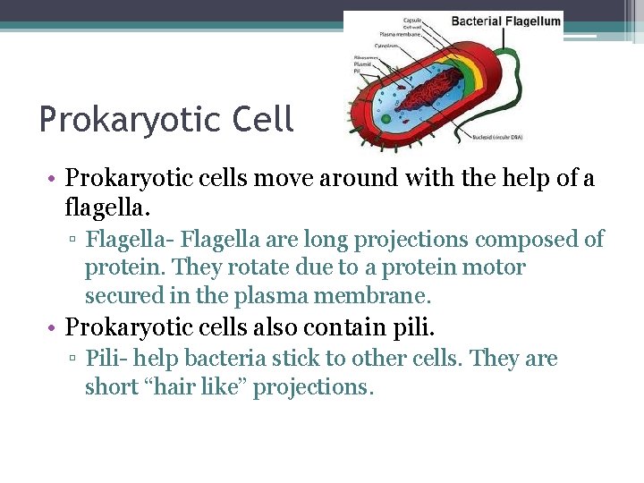 Prokaryotic Cell • Prokaryotic cells move around with the help of a flagella. ▫ Prokaryotic Cell • Prokaryotic cells move around with the help of a flagella. ▫