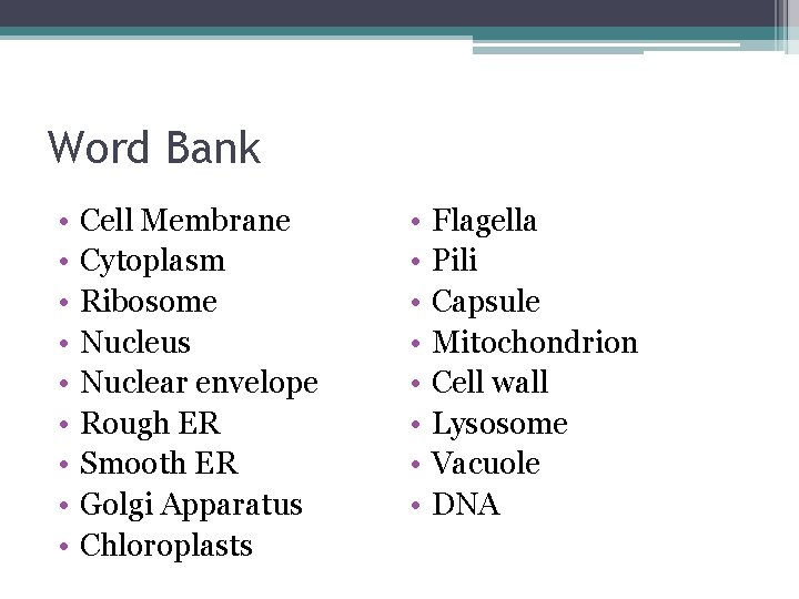 Word Bank • • • Cell Membrane Cytoplasm Ribosome Nucleus Nuclear envelope Rough ER Word Bank • • • Cell Membrane Cytoplasm Ribosome Nucleus Nuclear envelope Rough ER