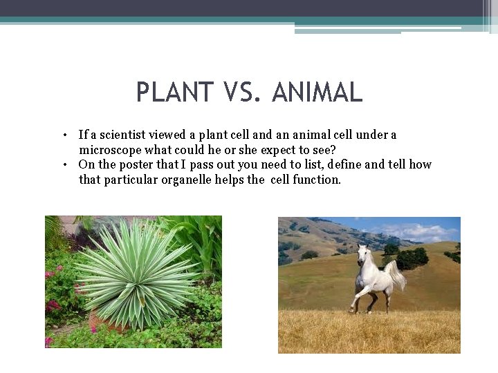 PLANT VS. ANIMAL • If a scientist viewed a plant cell and an animal PLANT VS. ANIMAL • If a scientist viewed a plant cell and an animal