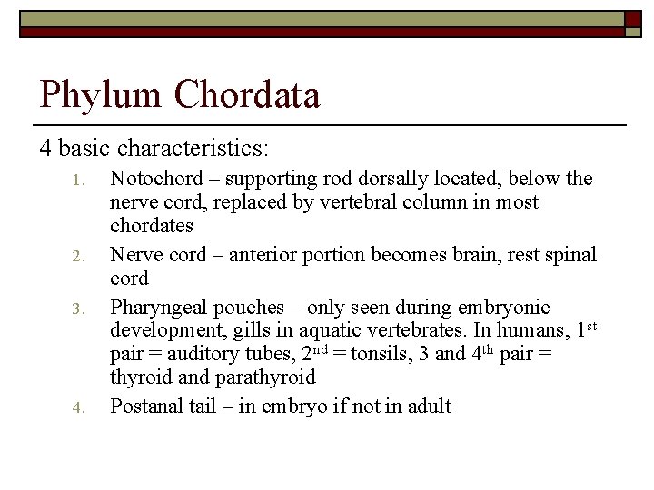 Phylum Chordata 4 basic characteristics: 1. 2. 3. 4. Notochord – supporting rod dorsally