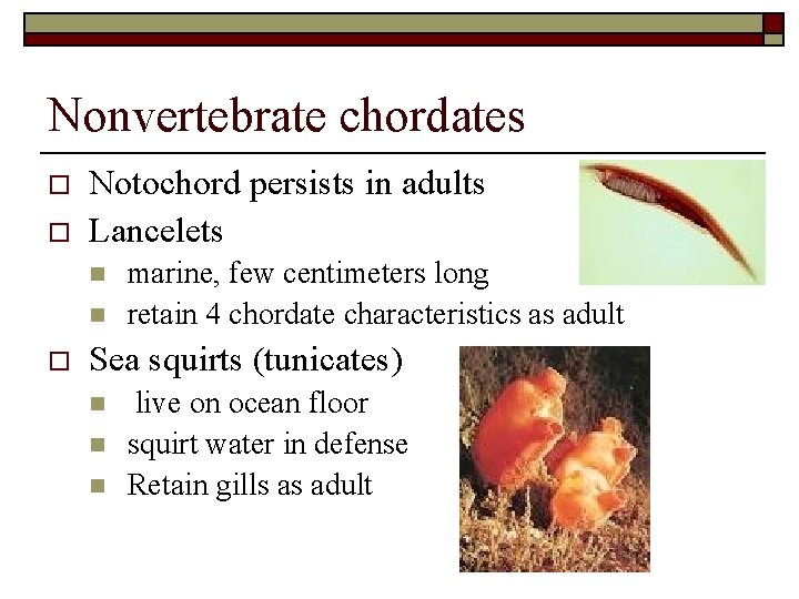 Nonvertebrate chordates o o Notochord persists in adults Lancelets n n o marine, few