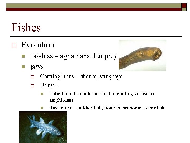 Fishes o Evolution n n Jawless – agnathans, lamprey jaws o o Cartilaginous –