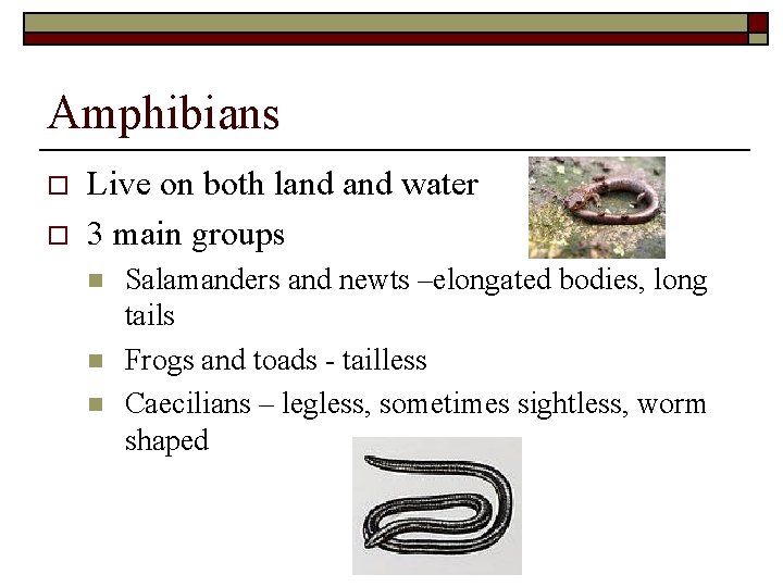 Amphibians o o Live on both land water 3 main groups n n n