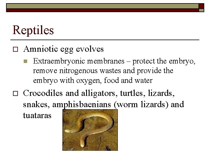 Reptiles o Amniotic egg evolves n o Extraembryonic membranes – protect the embryo, remove