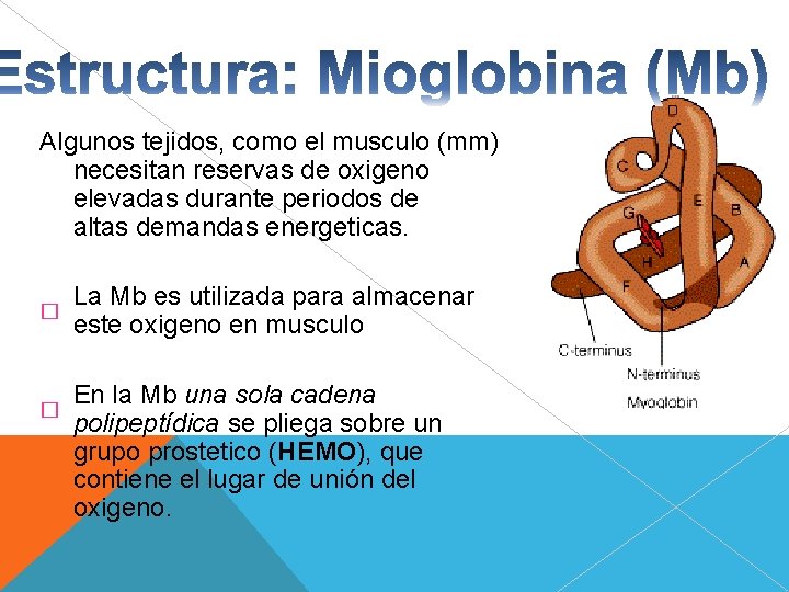 Algunos tejidos, como el musculo (mm) necesitan reservas de oxigeno elevadas durante periodos de