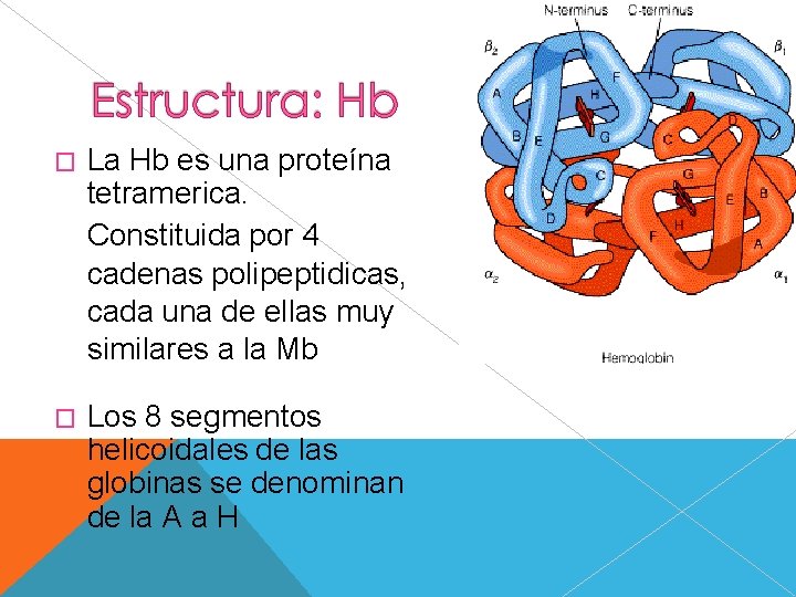 � La Hb es una proteína tetramerica. Constituida por 4 cadenas polipeptidicas, cada una