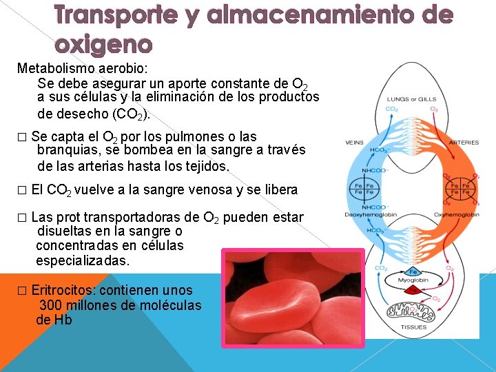 Metabolismo aerobio: Se debe asegurar un aporte constante de O 2 a sus células