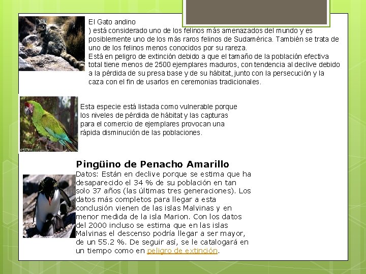 El Gato andino ) está considerado uno de los felinos más amenazados del mundo