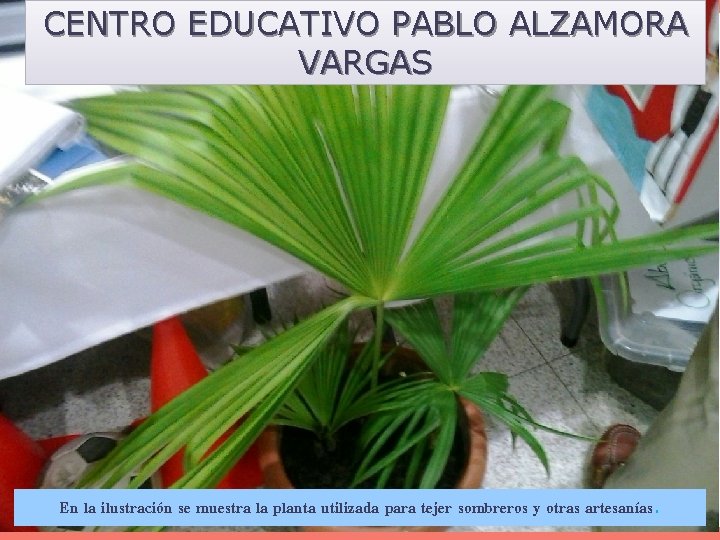CENTRO EDUCATIVO PABLO ALZAMORA VARGAS En la ilustración se muestra la planta utilizada para