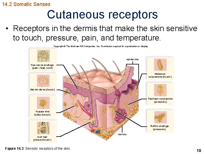 14. 2 Somatic Senses Cutaneous receptors • Receptors in the dermis that make the