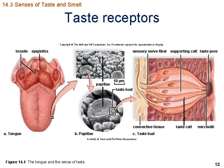 14. 3 Senses of Taste and Smell Taste receptors Copyright © The Mc. Graw-Hill