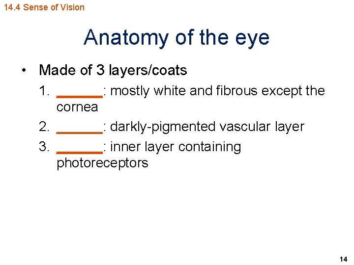 14. 4 Sense of Vision Anatomy of the eye • Made of 3 layers/coats