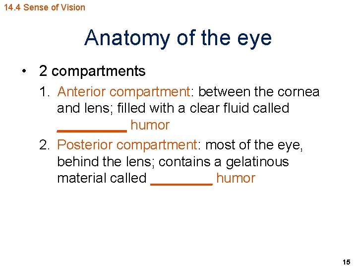 14. 4 Sense of Vision Anatomy of the eye • 2 compartments 1. Anterior