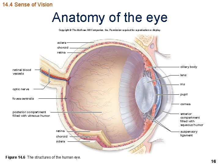 14. 4 Sense of Vision Anatomy of the eye Copyright © The Mc. Graw-Hill