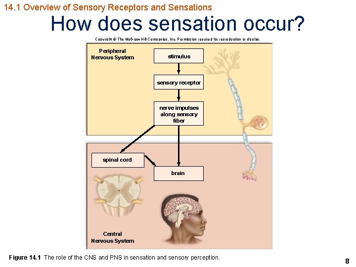 14. 1 Overview of Sensory Receptors and Sensations How does sensation occur? Copyright ©