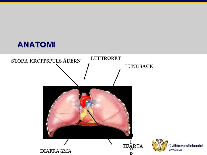ANATOMI STORA KROPPSPULS ÅDERN DIAFRAGMA LUFTRÖRET LUNGSÄCK H J HJÄRTA Ä 