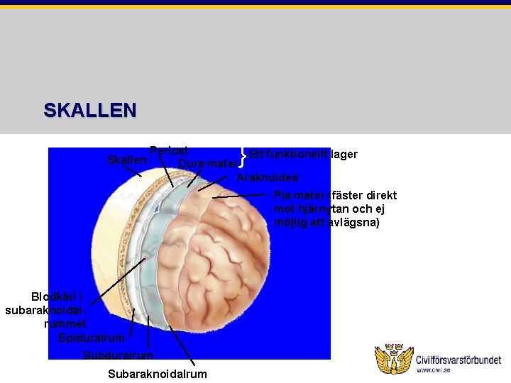 SKALLEN Skallen } Periost Ett funktionellt lager Dura mater Araknoidea Pia mater (fäster direkt