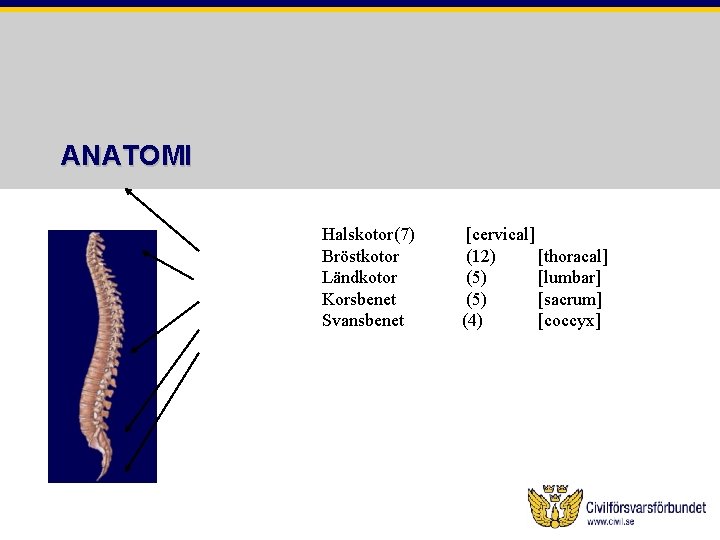 ANATOMI Halskotor(7) Bröstkotor Ländkotor Korsbenet Svansbenet [cervical] (12) [thoracal] (5) [lumbar] (5) [sacrum] (4)