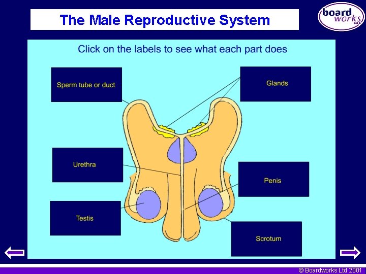 The Male Reproductive System © Boardworks Ltd 2001 
