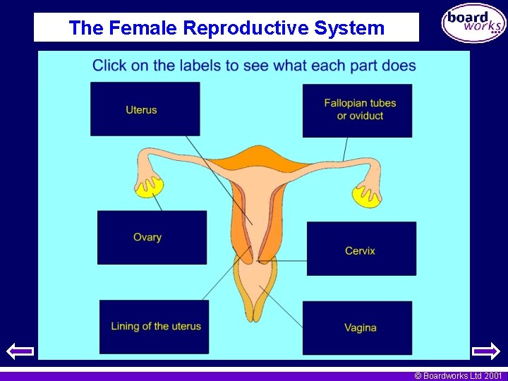 The Female Reproductive System © Boardworks Ltd 2001 