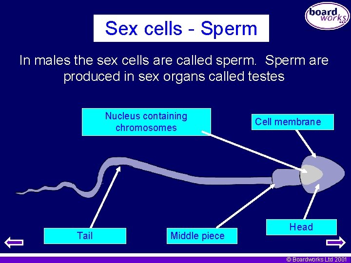Sex cells - Sperm In males the sex cells are called sperm. Sperm are