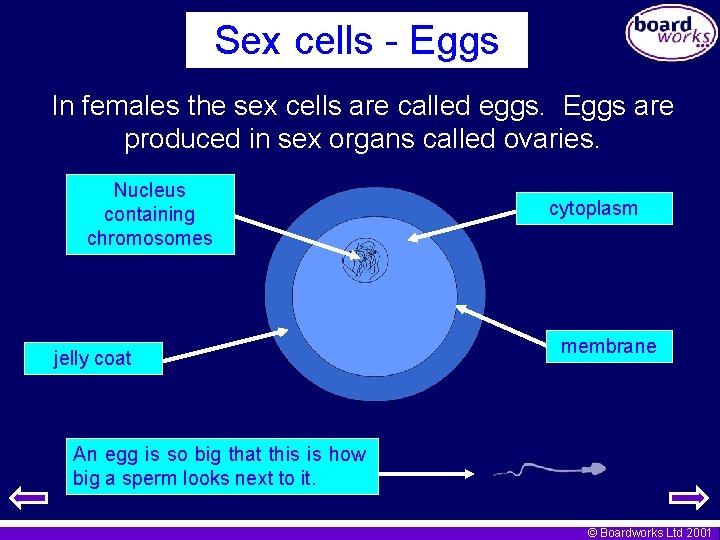 Sex cells - Eggs In females the sex cells are called eggs. Eggs are