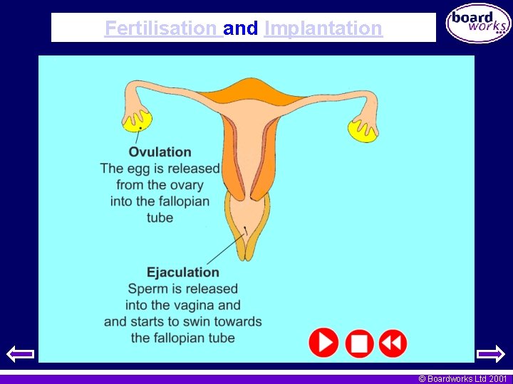 Fertilisation and Implantation © Boardworks Ltd 2001 