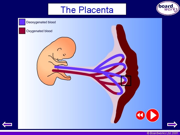 The Placenta © Boardworks Ltd 2001 