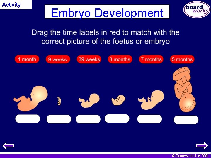 Activity Embryo Development © Boardworks Ltd 2001 