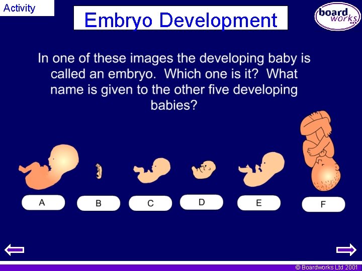 Activity Embryo Development © Boardworks Ltd 2001 