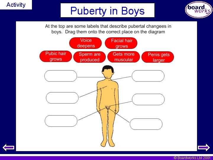Activity Puberty in Boys © Boardworks Ltd 2001 