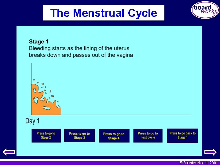 The Menstrual Cycle © Boardworks Ltd 2001 